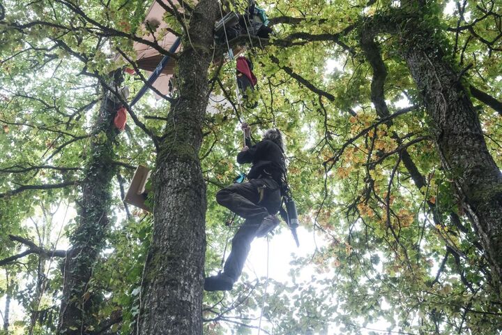 Pour freiner l'avancée des abatteuses, ils occupent des chênes centenaires sur le tracé de l'A412