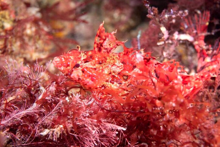Étourdissement, démangeaisons… des algues rouges prolifèrent en Guadeloupe et affectent les pêcheurs